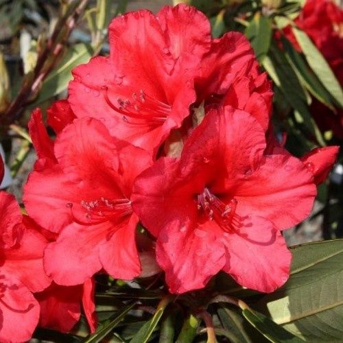 Rhododendron Vulcans Flame - 6Ltr
