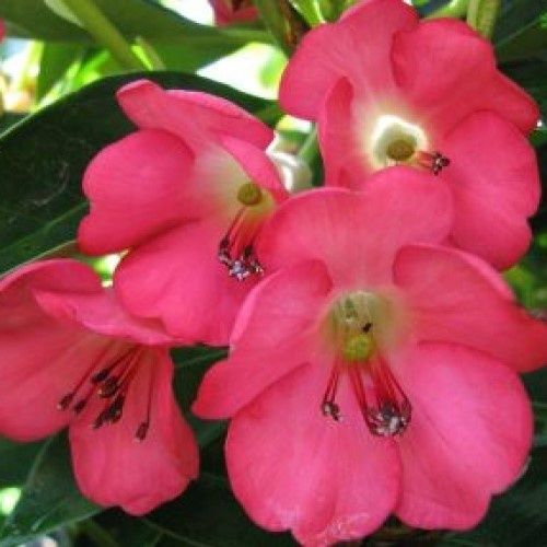 Rhododendron v. Cherry Glow - 3.3Ltr