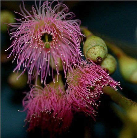 Eucalyptus sideroxylon Rosea, Red Ironbark Gum