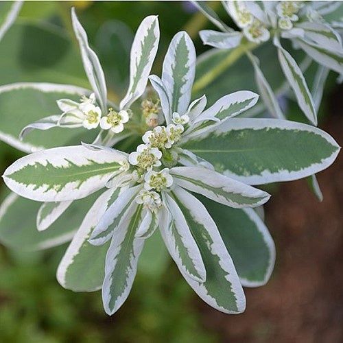 Euphorbia x Snow Tips, Variegated Spurge - Pot