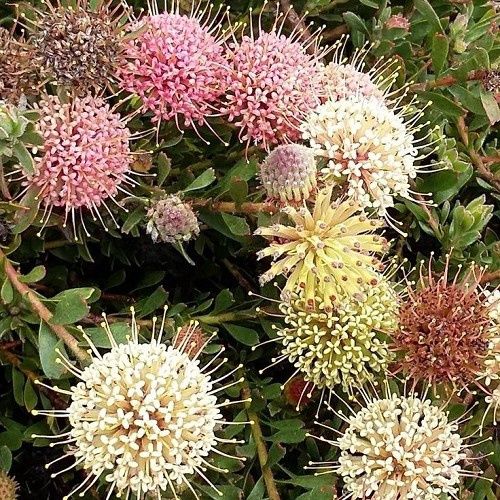 Leucospermum heterophylla, Pincushion - 1.5Ltr