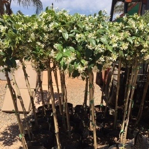 Trachelospermum jasminoides STD, Star Jasmine