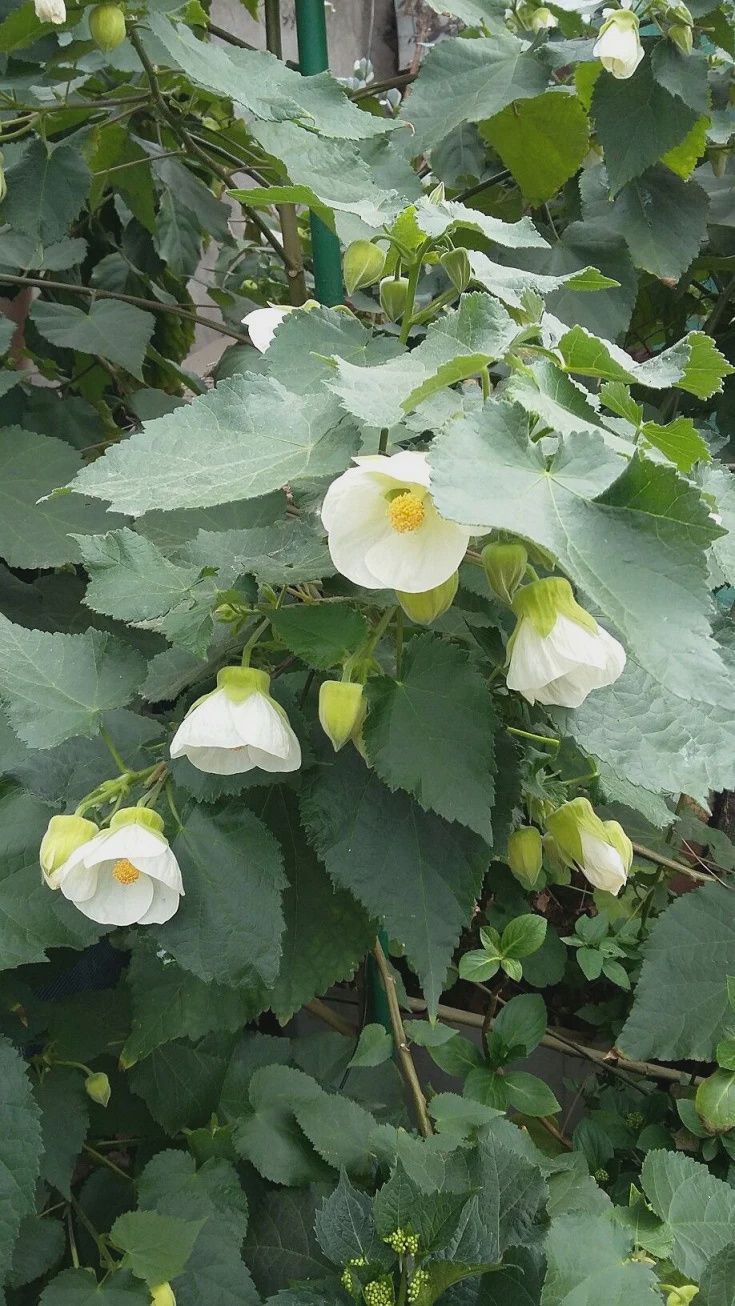 Abutilon Moon White