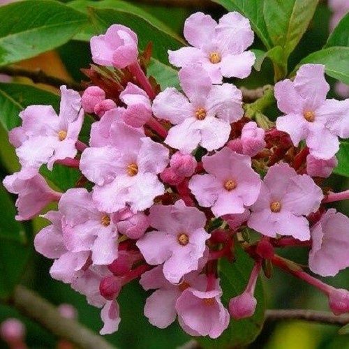 Luculia grattisima Rosea - 2/3Ltr