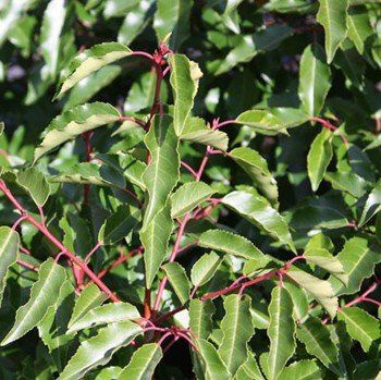 Prunus lusitanica, Portugal Laurel - 25Ltr (18./220)