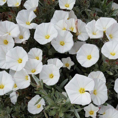 Convolvulus cneorum - 2.4Ltr