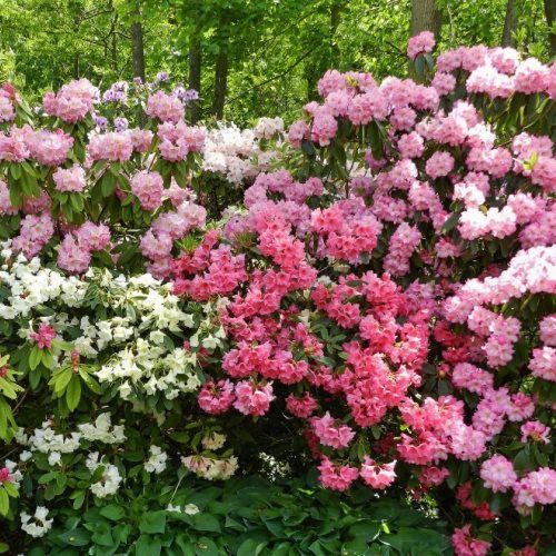 Rhododendron assorted - Pb6.5