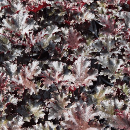 Heuchera Black Taffeta - 1.5L (15/25)