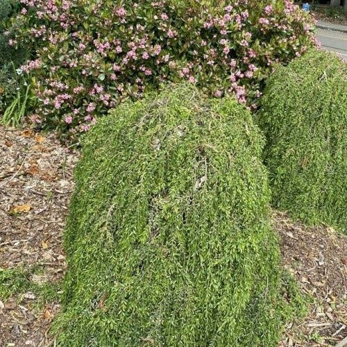 Acacia howittii, Howitt&#39;s Wattle - Standard