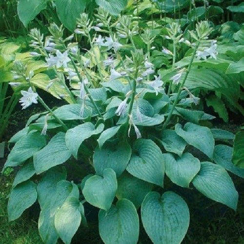 Hosta Fragrant Blue - Pb3