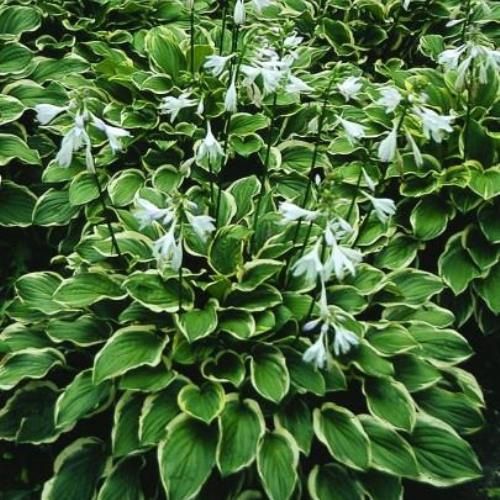 Hosta So Sweet - Pb6.5