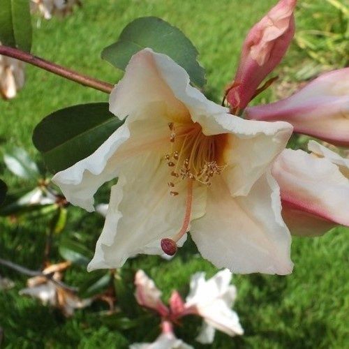 Rhododendron Maddenii - 6Ltr