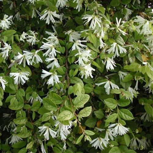 Loropetalum chinense - Pb5/2.5Ltr