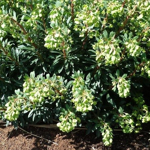 Euphorbia x Ascot Jade - 1.5Ltr