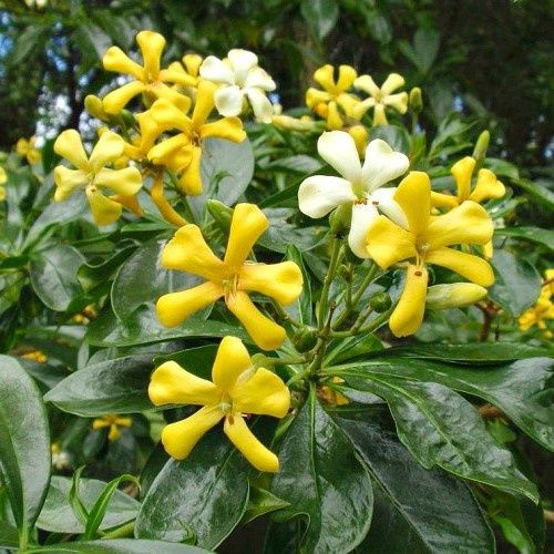 Hymenosporum flavum Gold Nugget - 2.5Ltrs