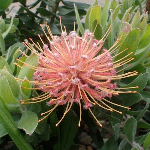 Leucospermum Maui Magic, Pincushion - 1.5Ltr