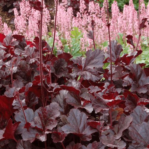 Heuchera Obsidian - 1.5L