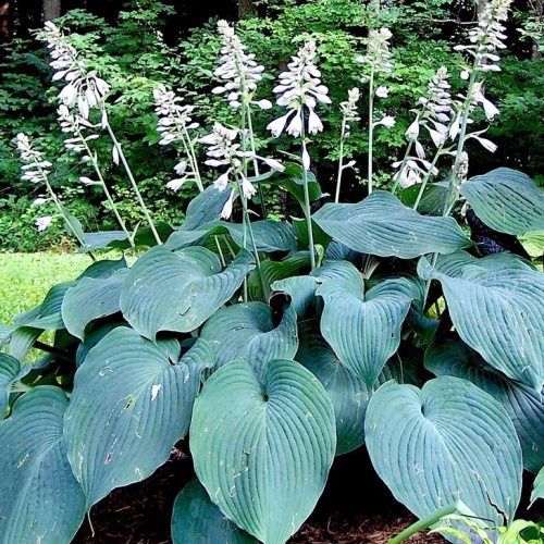 Hosta Blue Angel - Pb5/2.5Ltr