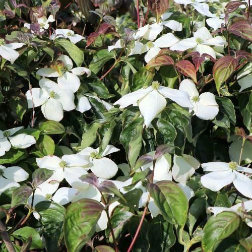 Cornus kousa National - Pb28 (2.5m)