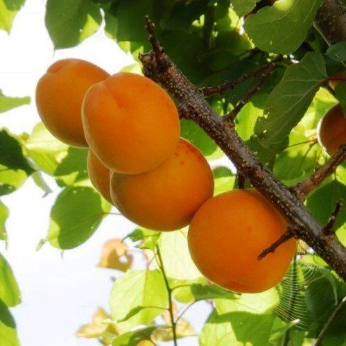 Apricot Fitzroy - Pb18  1.7M tall