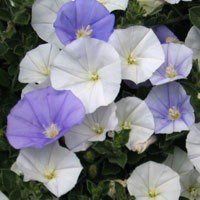 Convolvulus m. Two Moons