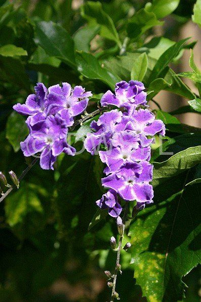 Duranta e. Geisha Girl - 3.5Ltr