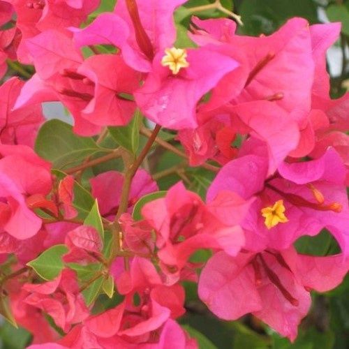 Bougainvillea Salsa - 2Ltr