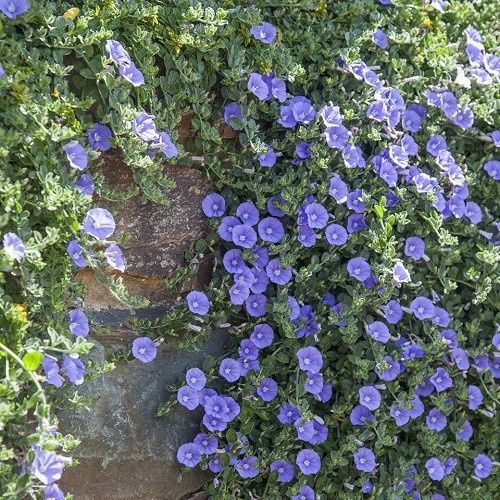 Convolvulus Blue Moon - 2Ltr