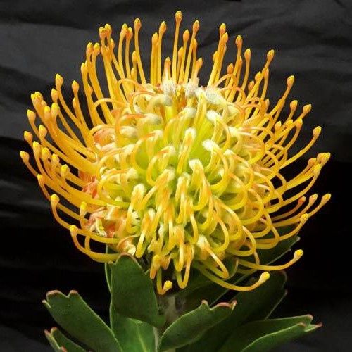Leucospermum Ayoba Sun, Pincushion - 1.5Ltr