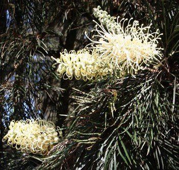 Grevillea Moonlight - Pb6.5 (150/180)