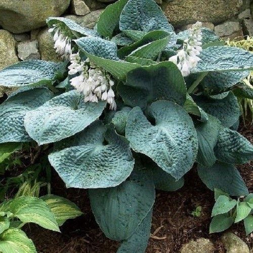 Hosta Big Daddy - Pb3