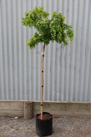 Robinia Lace Lady - Pb18 (90 cm std)