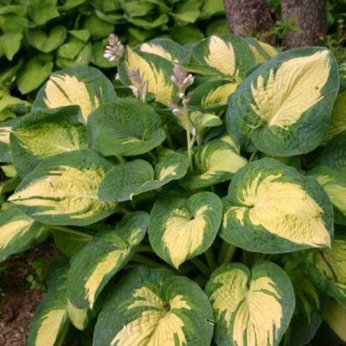Hosta Great Expectation's - Pb6.5