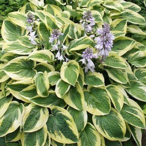 Hosta Brim Cup - Pb3