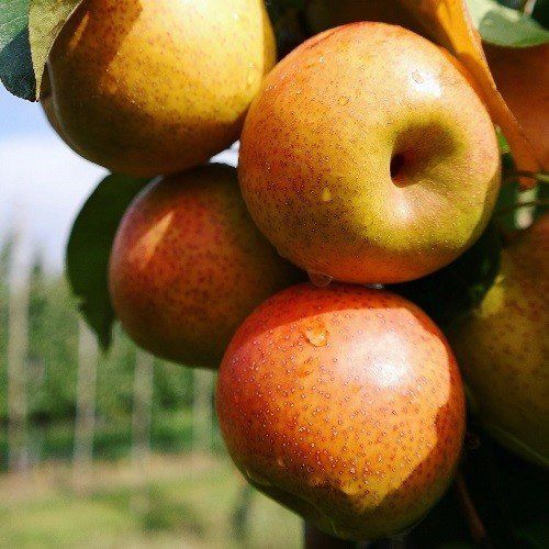 Nashi Pear Reddy Robin - 4.7Ltr
