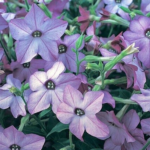 Nicotiana Fragrant Blue, Flowering Tobacco - 1.4Ltr