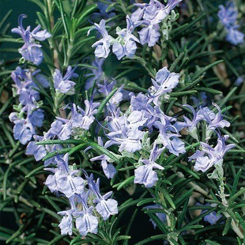 Rosmarinus Blue Lagoon - Pb5