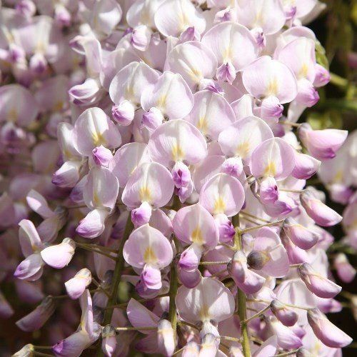 Wisteria fl. Lipstick - Pb6.5