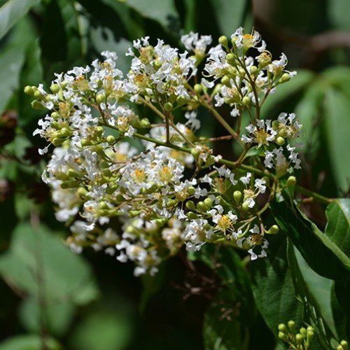 Lagerstroemia fauriei, Crepe Myrtle - 35Ltr