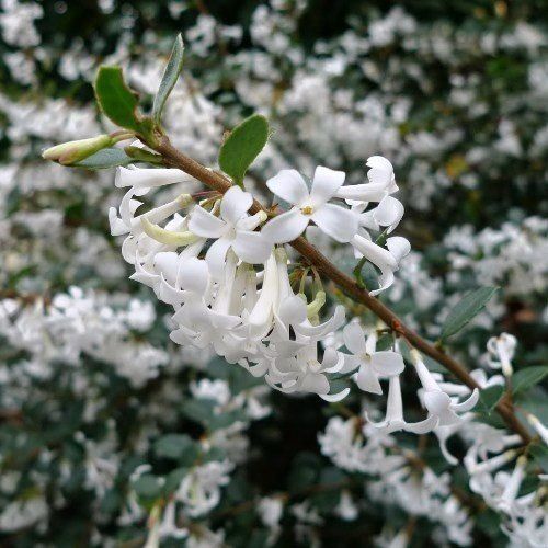Osmanthus delavayi, Sweet Olive - Pb6.5