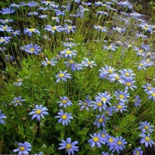 Felicia amelloides - Pb5