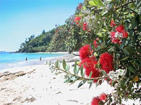 Metrosideros Maori Princess, Pohutakawa - 45Ltr 2.8/3.2m