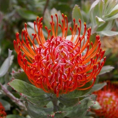 Leucospermum Preciosa, Pincushion - 1.5Ltr
