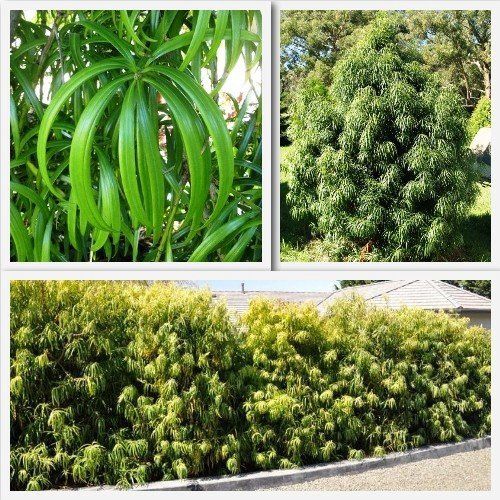 Podocarpus henkelii, Henkels Yellowood - Pb8