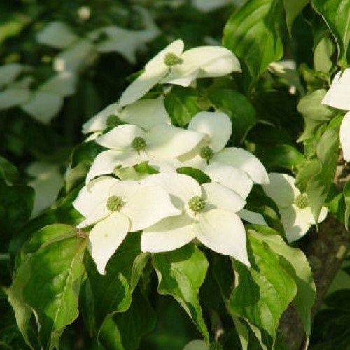 Cornus kousa National - Pb18 (1m/1.5m)