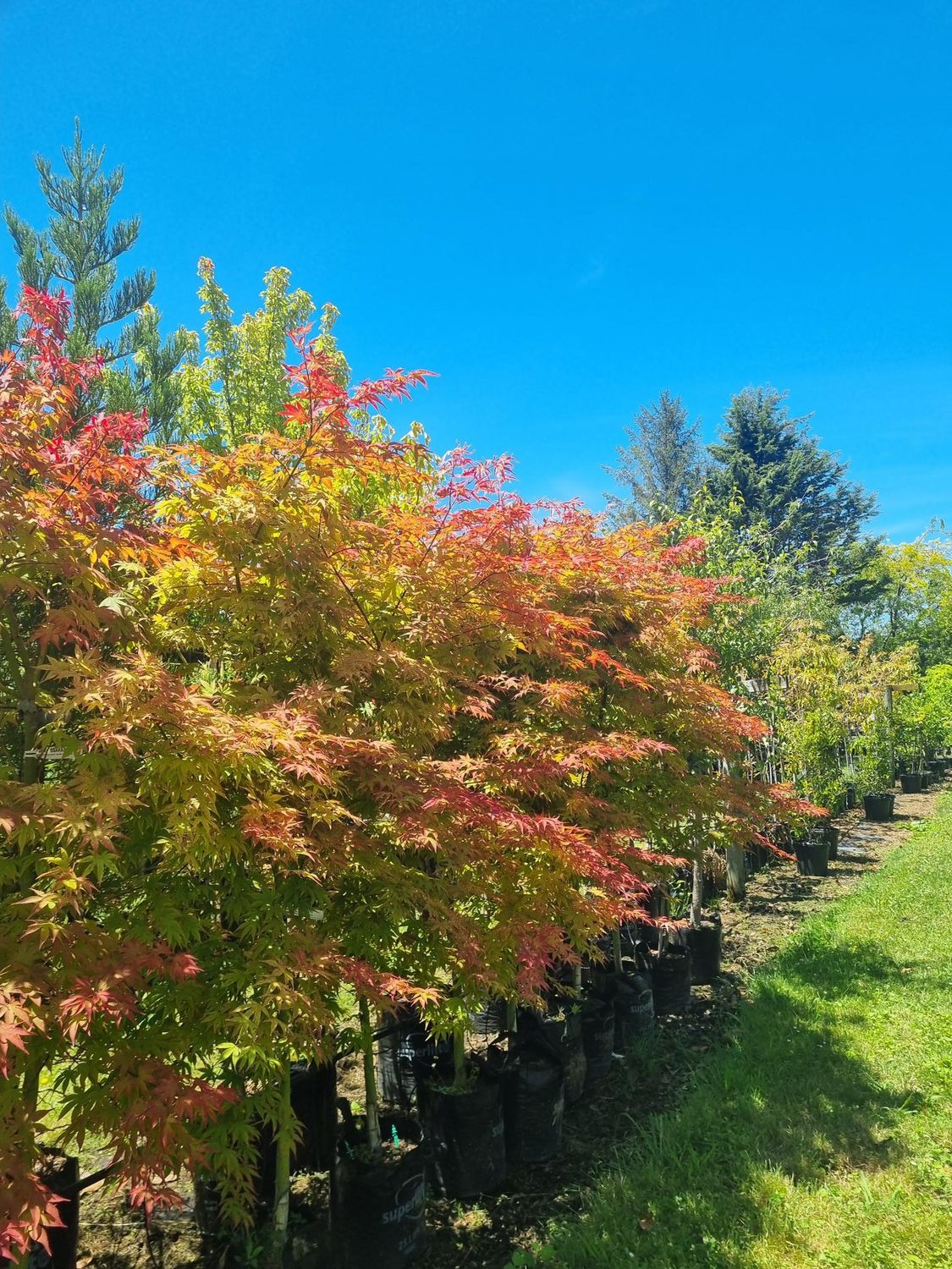 Acer Osakazuki - 25Ltr 2.8m well branched form