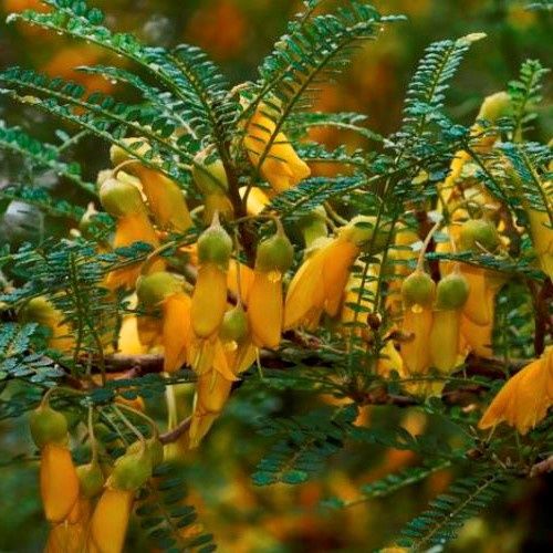 Sophora Dragon's Gold, Kowhai - 4Ltr