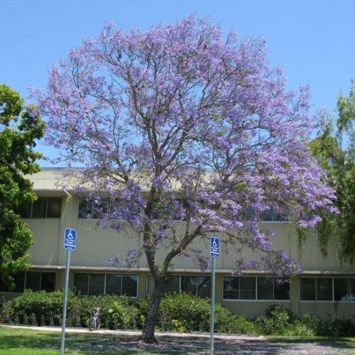 Jacaranda mimosaefolia -3ltr