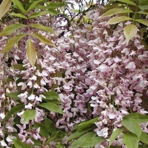 Wisteria fl. Lipstick - Pb12/Pb18