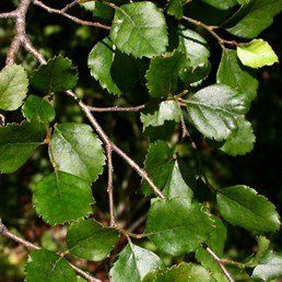 Nothofagus menziesii, Silver Beech